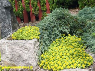 Heinäkuussa kukkivat keltaiset maksaruohot antavat kivikkoryhmän ikivihreille havupuille ja arvokkaille kiville iloista keltaista väriä.